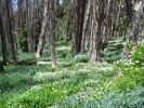 PICTURES/Alpine Pond Nature Trail - Cedar Breaks National Monument/t_Heartleaf Bittercress9.jpg